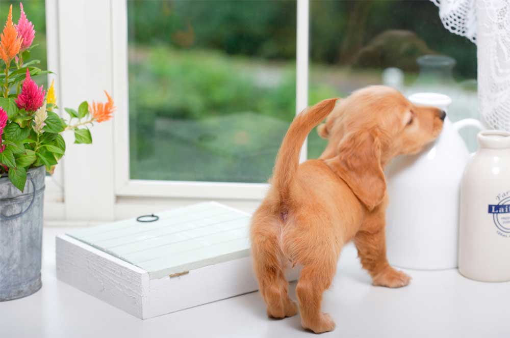 puppy in a window