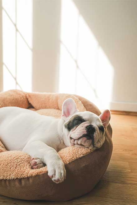 Top tips for pet-friendly interiors